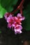 Pink flowers of a Bergenia