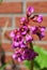 Pink flowers of a Bergenia