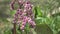 Pink flowers of bergenia crassifolia, Bergenia flower in springtime. blosson. Pink garden flower, Bergenia cordifolia Bergenia cra