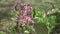 Pink flowers of bergenia crassifolia, Bergenia flower in springtime. blosson. Pink garden flower, Bergenia cordifolia Bergenia cra