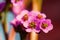 Pink flowers of Bergenia crassifolia, close up