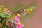 Pink flowers with bird. Volcano Hummingbird, small bird in the green leaves, animal in the nature habitat, mountain tropic forest,