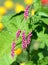 Pink flowers of bistort or knotweed or Polygonum orientale