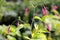 Pink flowers of bistort or knotweed or Polygonum orientale