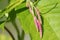 Pink flowers of bistort or knotweed or Polygonum orientale