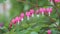 Pink flowers of bleeding heart Lamprocapnos spectabilis, syn. Dicentra spectabilis plant