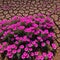Pink flowers bloom on the dried soil. Concept - healing the Earth