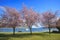 Pink flowers blooming in ,beautiful scenic in lake wanaka south