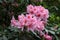 Pink flowers blooming in the Butchart garden. Victoria, British Columbia, Canada.