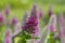 Pink flowers of blooming clover Trifolium rubens in the garden