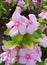 Pink flowers blooming in a natural garden, Madagascar periwinkle, Rose periwinkle