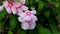 Pink flowers blooming in a natural garden, Madagascar periwinkle, Rose periwinkle