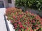 Pink Flowers blooming near pavement. Red flowers garden walkway