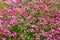 Pink flowers are blooming and prolific flowering consistently all summer, Nature photos. Selective focus