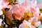 Pink flowers blooming on a tiny bonsai tree