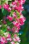 Pink flowers blossom, Quisqualis Indica flower plant , Chinese h