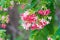 Pink flowers blossom, Quisqualis Indica flower plant , Chinese h