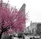 Pink flowers blossom on a tree in a black and white cityscape scene with people