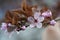 Pink  flowers of a blossoming tree. Beautiful macro photo. Cherry blossom