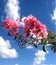 Pink Flowers and Blue Sky