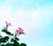 Pink flowers blue sky