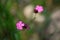 Pink flowers in Botanic park of Cluj Napoca, Romania