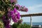 pink flowers of bougainvillea tree on alfama  landscape background in Lisbon - Portugal