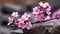 pink flowers are on a branch on a rock