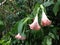 Pink Flowers of Brugmansia Suaveolens - Angel`s Trumpet or Datura or Dhatura