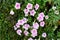 Pink flowers in a bunch in a garden