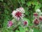 Pink flowers of burdock, agrimony in summer