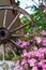 Pink flowers bush and wooden wheel summer vacation post card