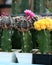 Pink flowers of cactus blooming from gymnocalycium mihanovichii cactus