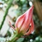 pink flowers of cactus, home cactus in blossom, closeup