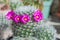 Pink flowers of cactus mammillaria
