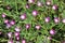 Pink flowers callirhoe involucrata Callirhoe coverlet in the garden