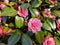 Pink flowers of the Camellia japanese Rose plant during springtime..