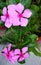 Pink flowers of cape periwinkle plant with dark green leaves in the