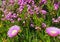 Pink flowers (Carpobrotus) closeup.