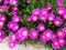 Pink flowers Carpobrotus edulis or Carpobrotus acinaciformis