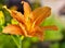 Pink flowers of carrot-colored lilies in the garden