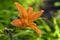 Pink flowers of carrot-colored lilies in the garden