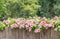 Pink flowers, Catharanthus roseus, Vinca.