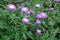 Pink flowers of Centaurea dealbata in May