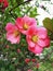 Pink flowers of the Chaenomeles spring day. Japan quince