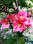 Pink flowers of the Chaenomeles spring day. Japan quince