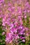 Pink flowers Chamerion angustifolium