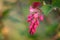 Pink flowers of Chaparral Currant, Ribes malvaceum