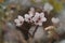 pink flowers on a cherry tree in spring in the warm rays of the sun