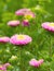 The Pink flowers of China annual aster Callistephus chinensis in garden